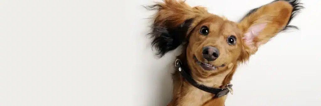 funny dog laying on back